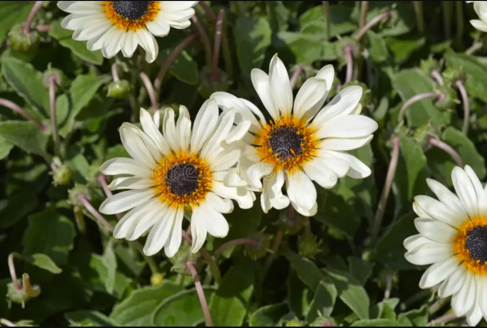 Cream African Daisy with white and cream flowers